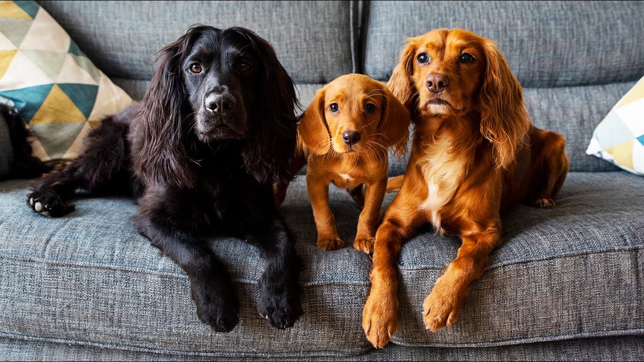 Meet Our New Cockerdor Puppy, Cally - Labrador X Working Cocker Spaniel Puppy Journey!