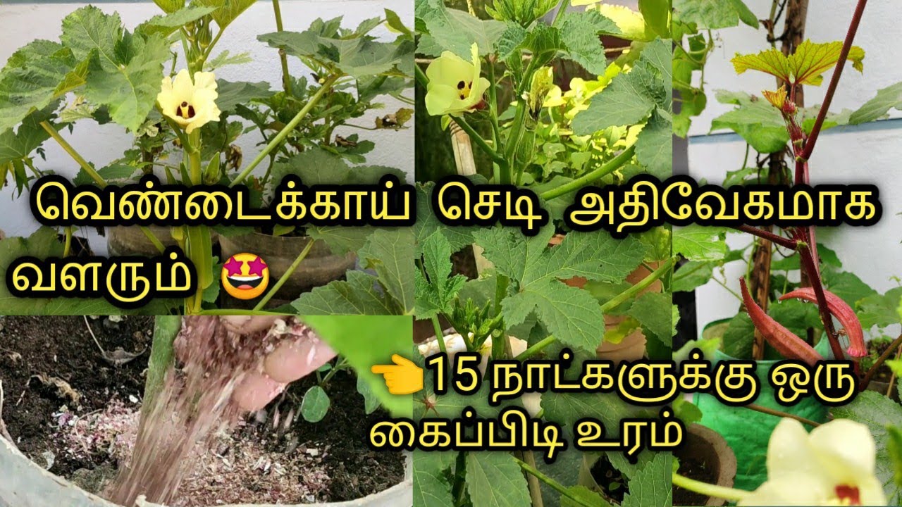 வெண்டைக்காய் செடி வேகமாக வளர சிறந்த உரம்/fertilizer for lady's fingers plant&faster growth