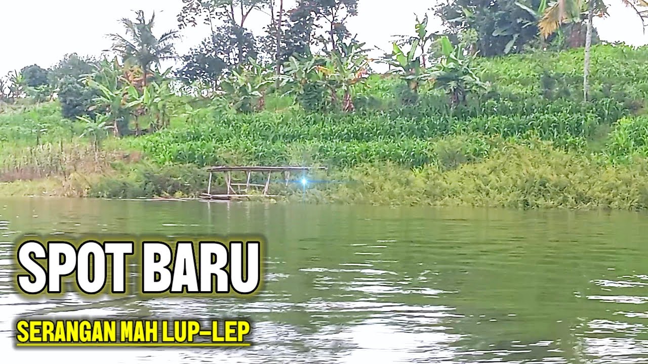 SPOT BARU 🔥 SERANGAN MAH MOAL GAGAL❗MANCING SAGULING TERBARU 2026