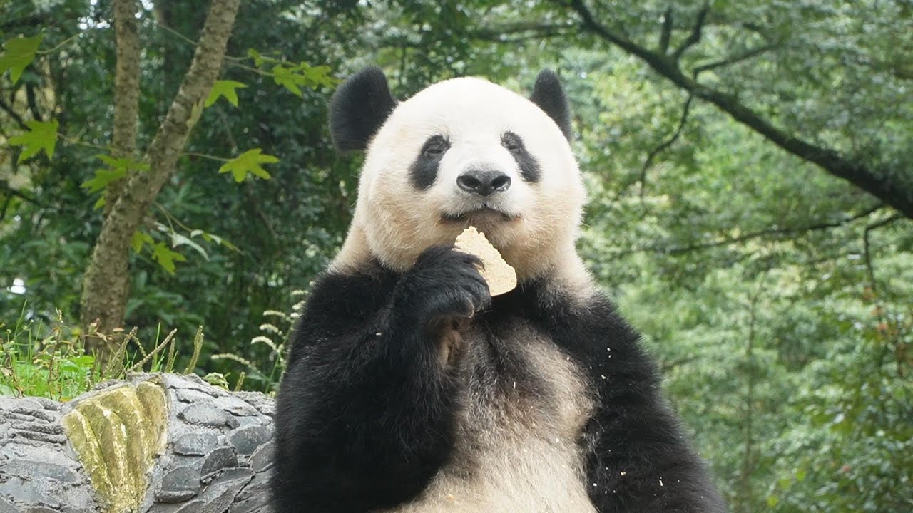 とびきりの愛嬌で人々を魅了するシャンシャン　2023/10/20