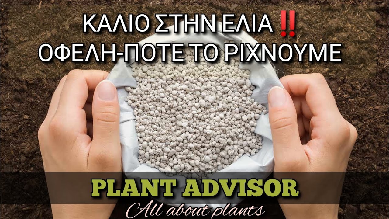 Κάλιο στην Ελιά‼️Που Συνεισφέρει και Πότε το Δίνουμε⁉️Plant Advisor Greece