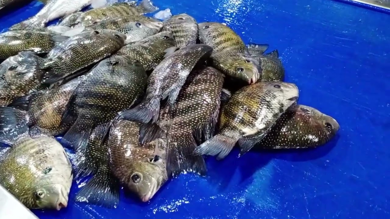 VARAPUZHA FISH MARKET ജീവനുള്ള മീനുകൾ ഉള്ള മാർക്കറ്റ് കേരളത്തിൽ ഇവിടെ മാത്രം #shoukath_media