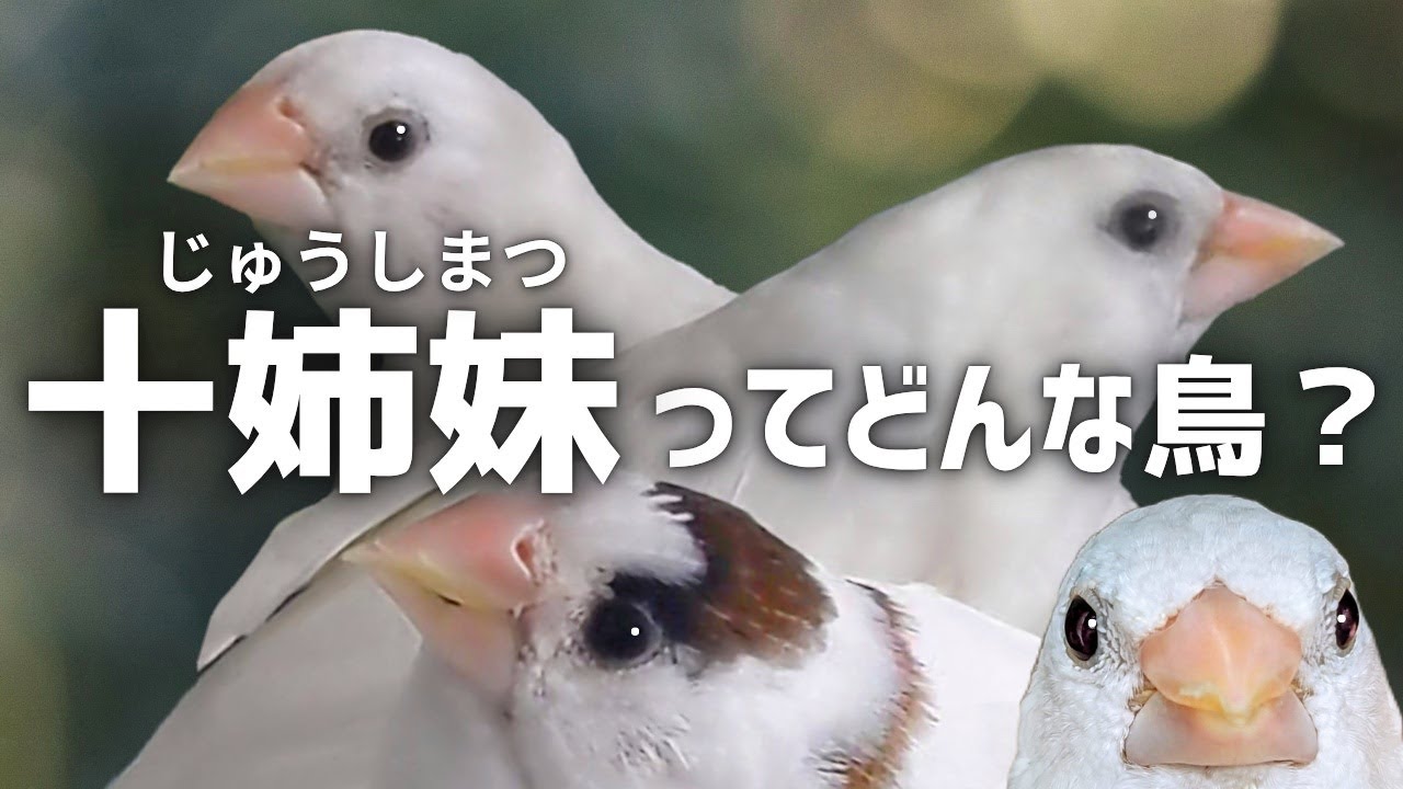 ジュウシマツどんな鳥？十姉妹の大きさ、オスとメスの見分け方！性格や鳴き声、ジュウシマツって懐くの？