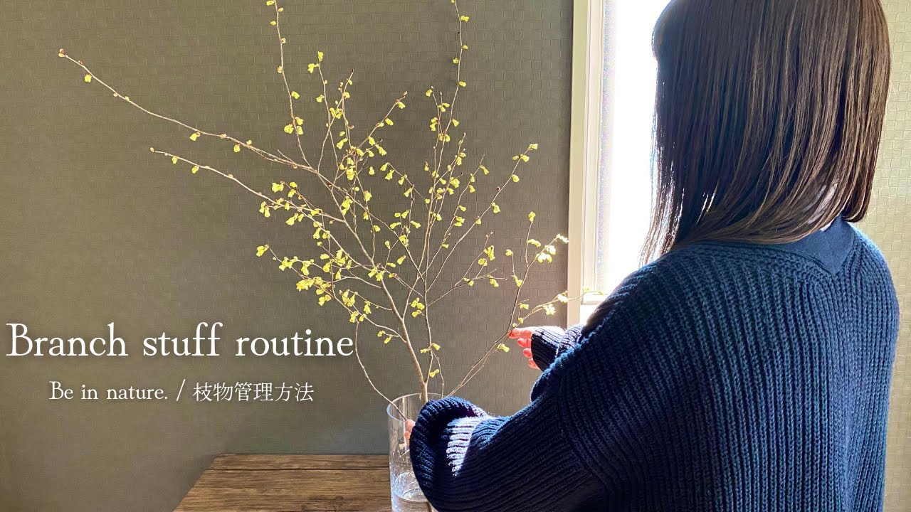 【枝もの】SUB)初心者でも長持ち｜枝ものroutine【vlog】