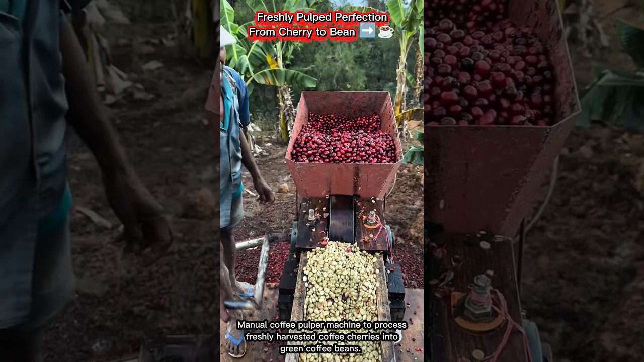 Freshly Pulped Perfection | From Cherry to Bean ➡️☕