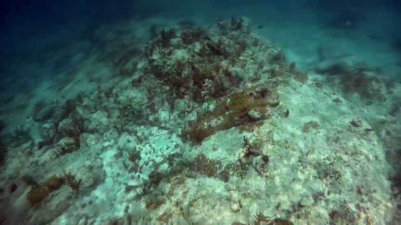 St. Thomas Christmas Cove - various fish