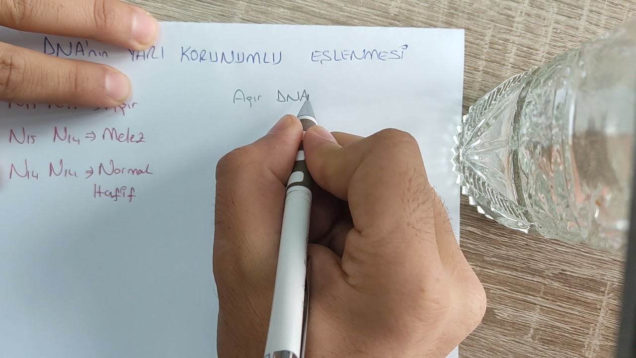 DNA'nın YARI KORUNUMLU EŞLENMESİ