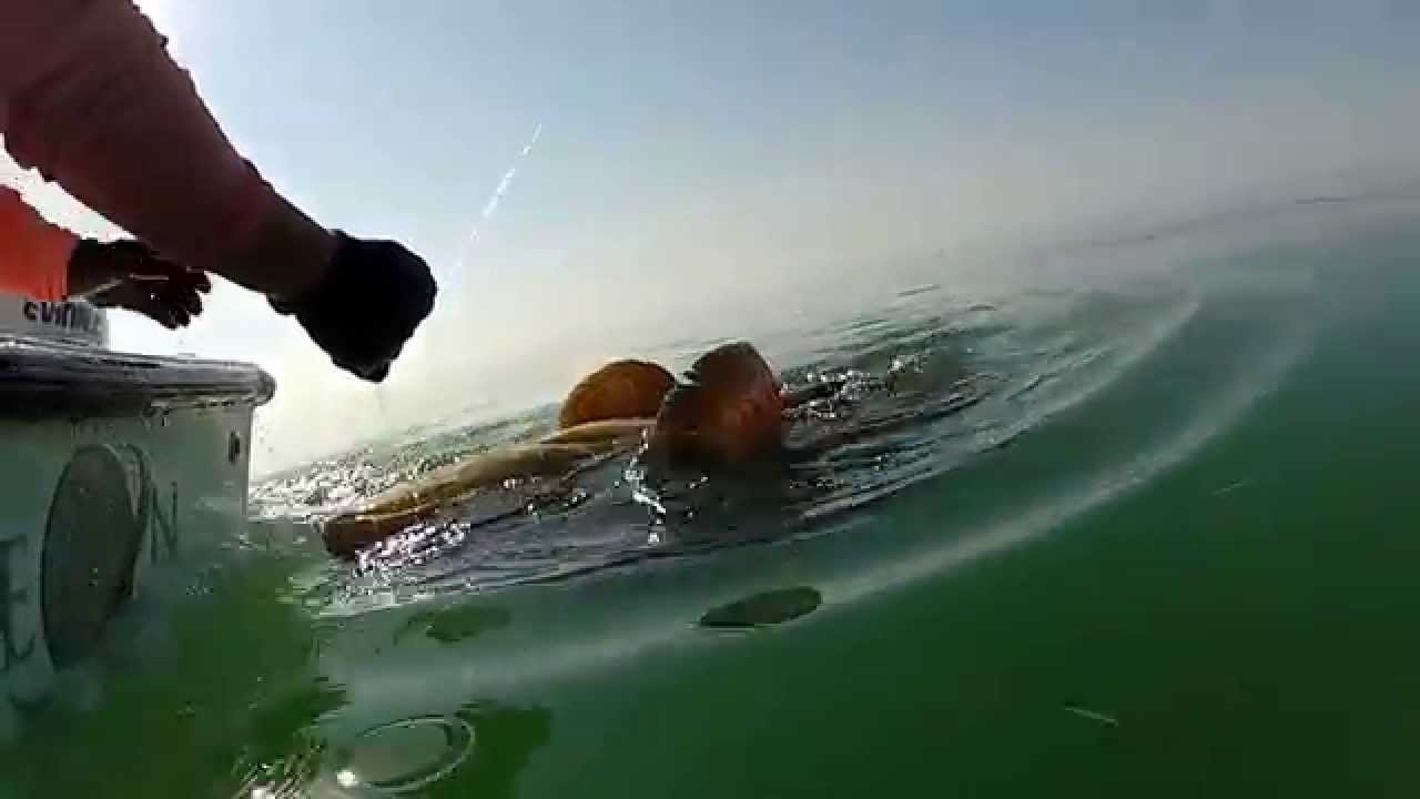 Angling Adventures - Marathon Fishing Charters - Dave's Monster Goliath Grouper