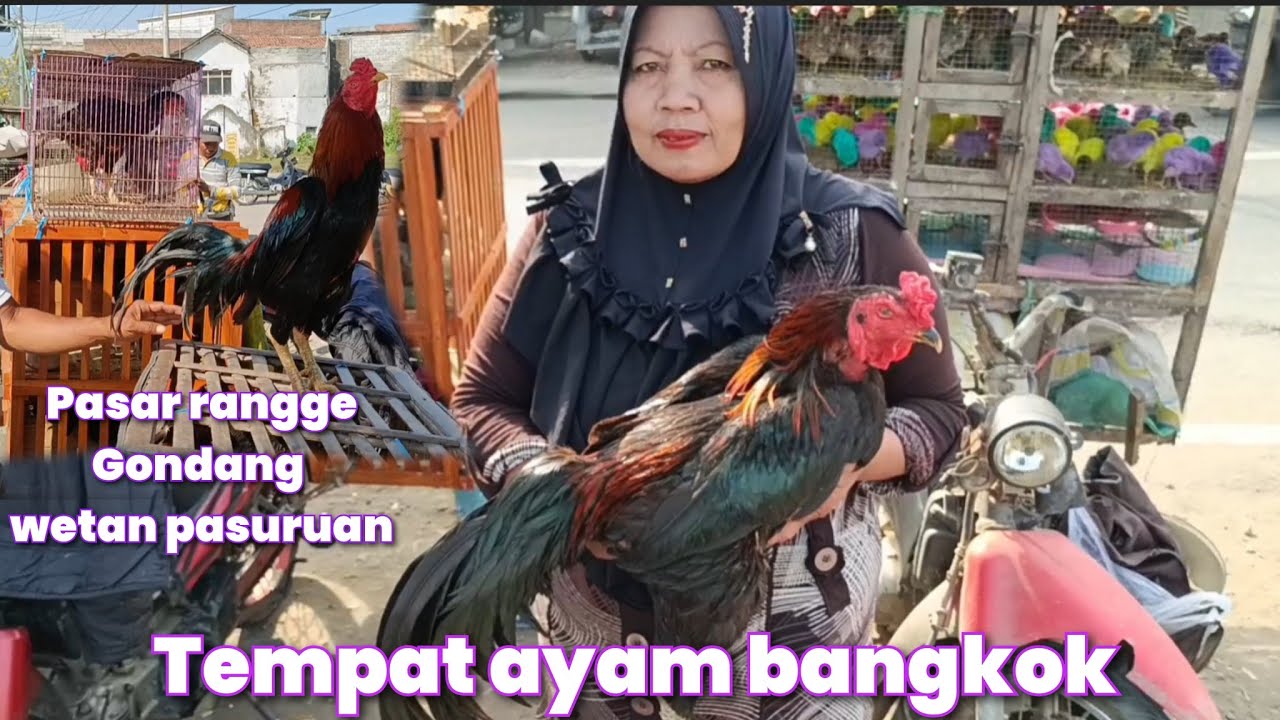HARI MINGGU DI PASAR RANGGE GONDANG WETAN ADA AYAM BANGKOK MINTOK AYAM KAMPUNG DAN BURUNG