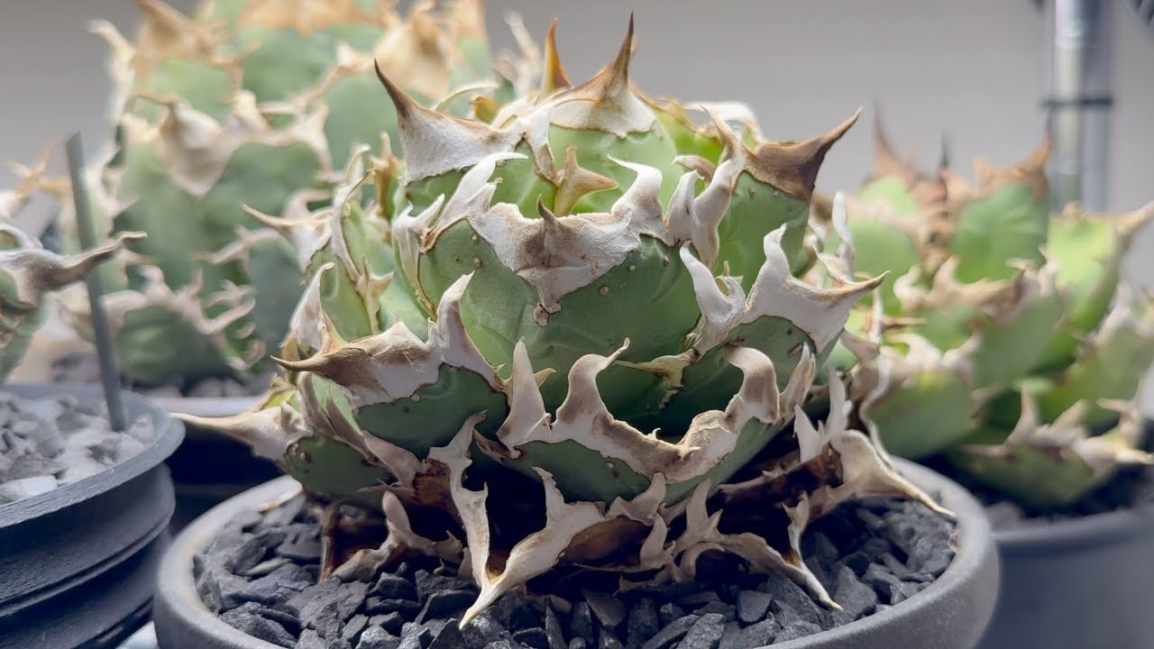 #135 てぺいの部屋 vol.2 誰も真似できないアガベ育成方法 今回は長過ぎるので見なくていい　再生したら最後まで再生するやつだけが再生して