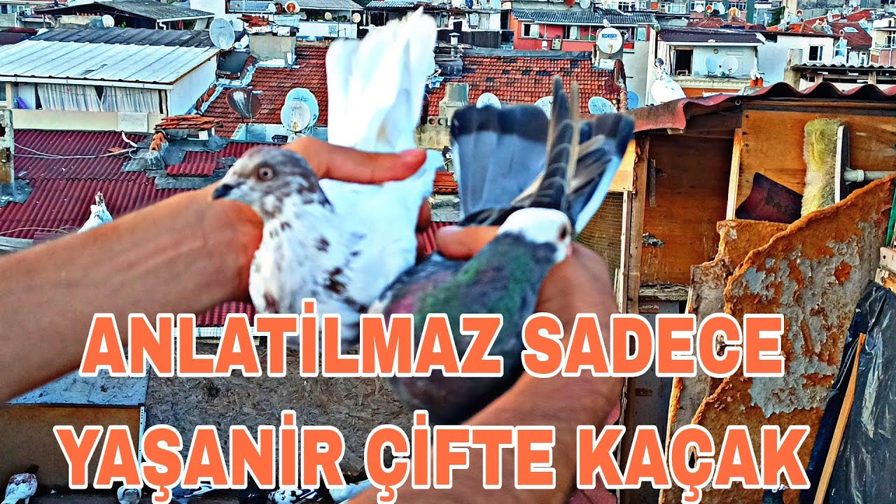 ANLATİLMAZ SADECE YAŞANİR ÇİFTE KAÇAK GELİNCE ORTALIK HEYCAN DOLU
