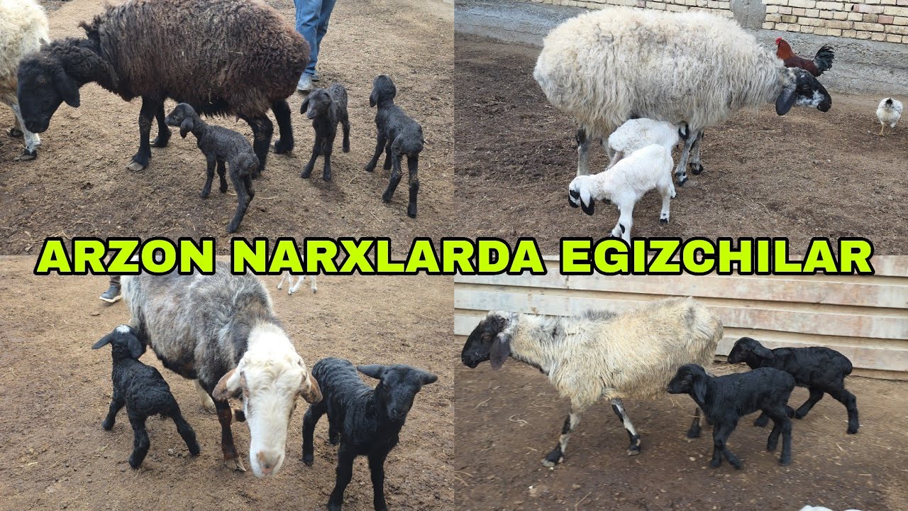 Ortiqjon ukamizdan arzon narxlarda egizchi qo'ylar 18-fevral, 2026