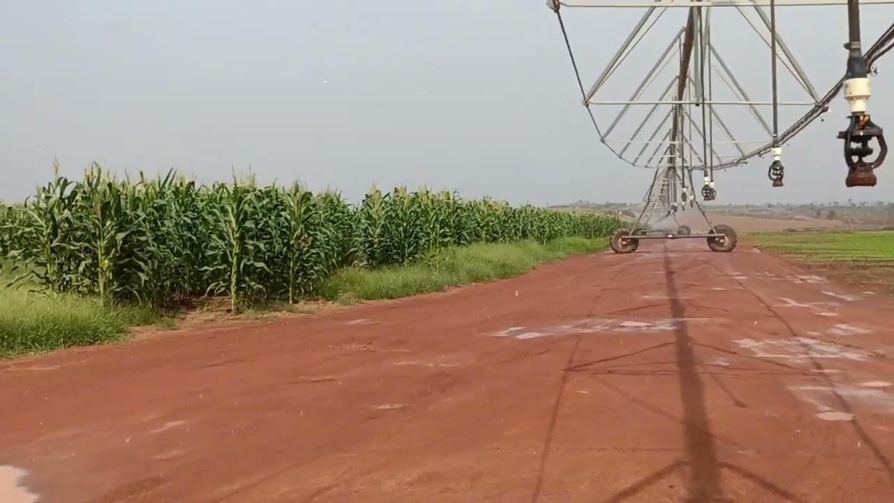 Day 61 Onion Herbicide Spray P3/4  and First Irrigation Under Pivot System | Field Operation Update