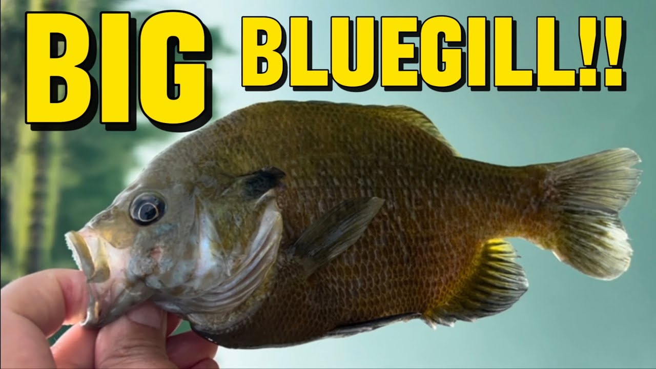 BIG Bluegill Fishing - EASY Tips and Tricks To Catch PANFISH