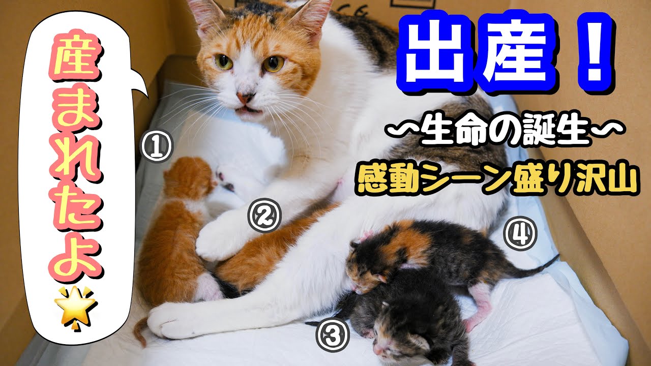 捨て猫だった三毛猫が子猫を出産しました！父猫もちくんの行動に感動…😭