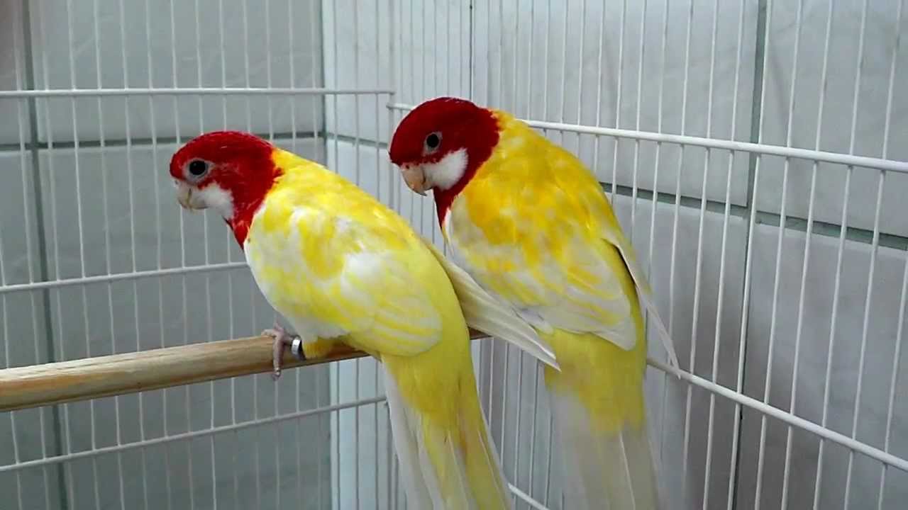 Rosela Eximius Lutina