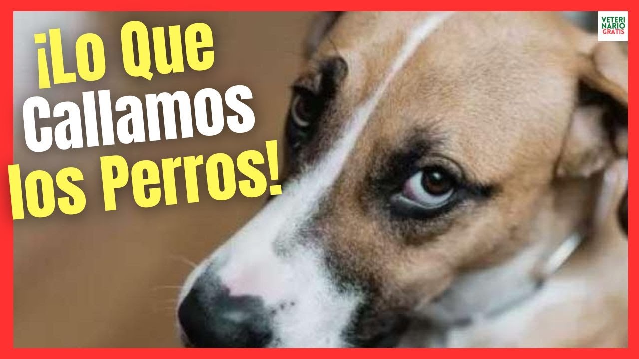 🐶 LO QUE CALLAMOS LOS PERROS 🐶 8 COSAS QUE TU PERRO SABE DE TI Y SE CALLA