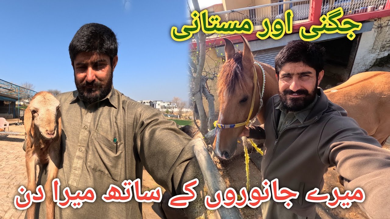 Life in village of kashmir || Gaon ma mere janwaron ke sath ek din #villagelife 