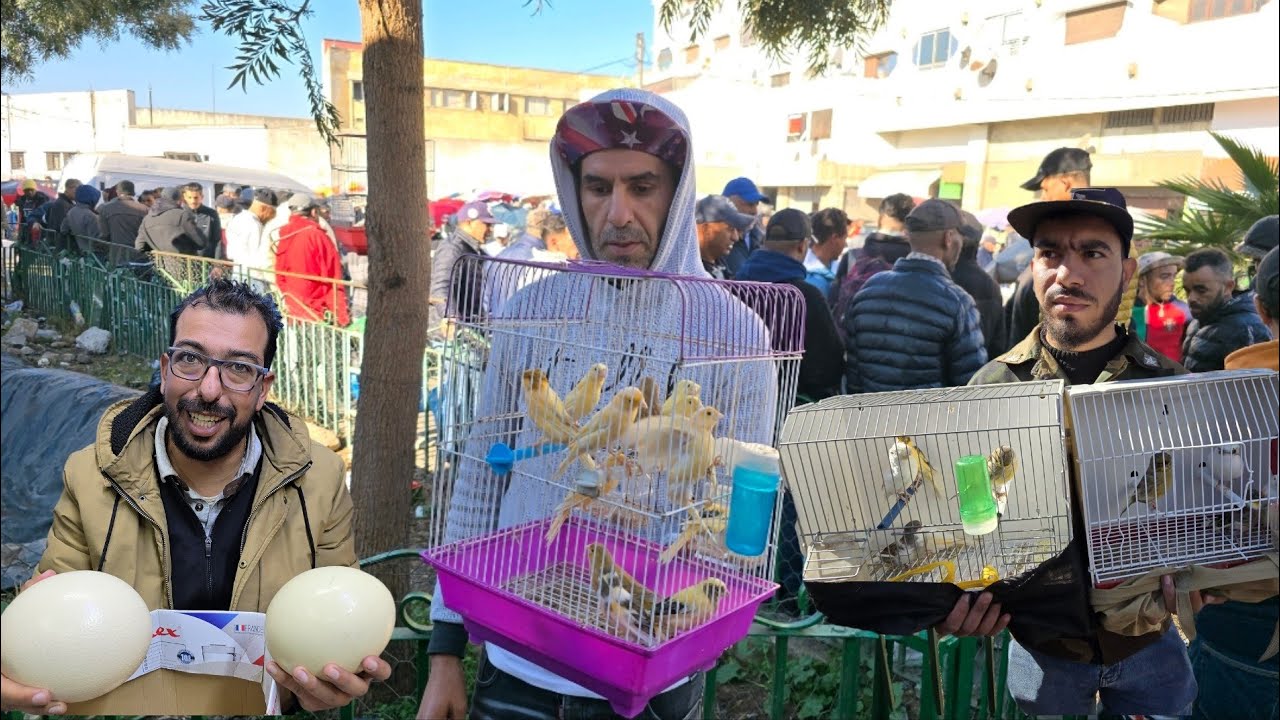 سوق القريعة🔥أجيو نتولعو ونتعرفو على أتمنة مختلف أنواع طيور دجاج حمام الزينة فرجة ممتعة #سوق_القريعة