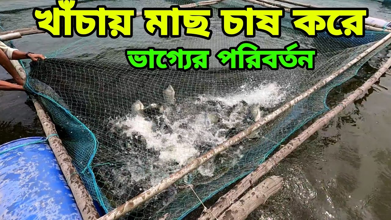 খাচায় মাছ চাষ করলে কোনো রকমের লছ নেই লাভ হবে ১০০%