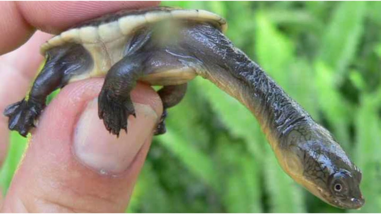 Australian snake-necked turtle | long neck turtle.