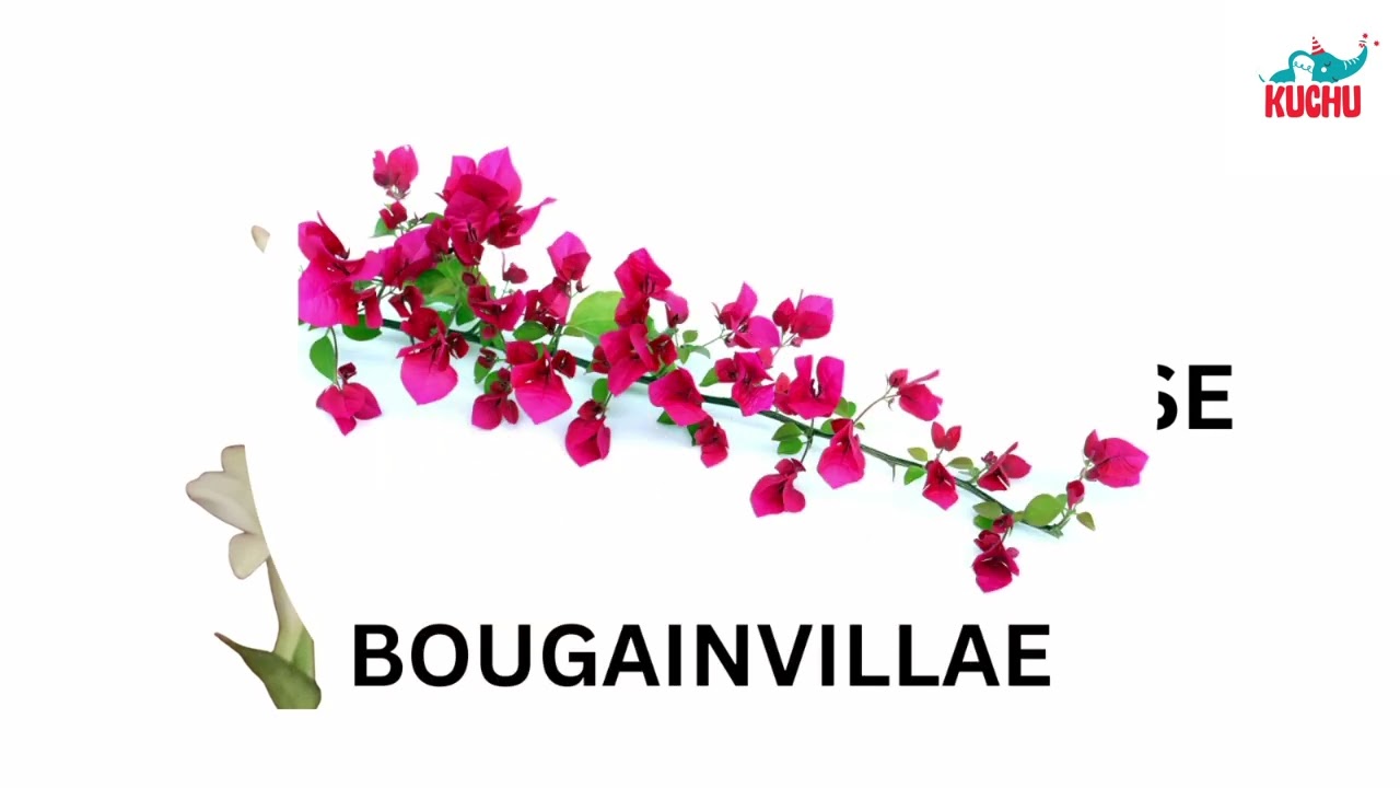 25 Flowers Name in Tamil & English 🌸 | Learn Flower Names for Kids | தமிழ் மலர்கள் | KUCHU