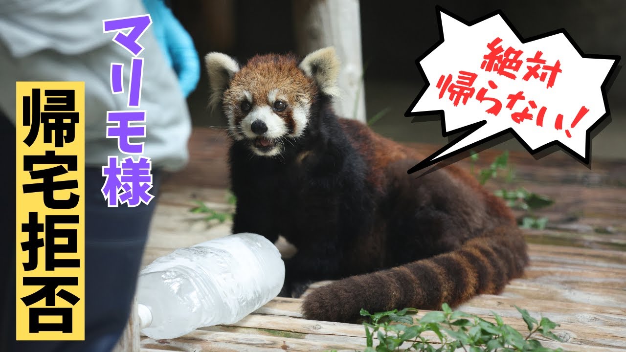 Все равно сильнейший! Чудесное возрождение Маримо!