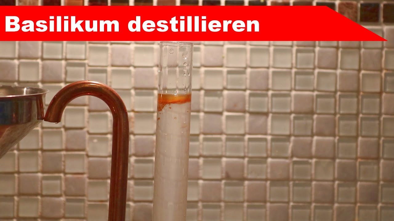 🌷 Basilikum destillieren 🌻 - &auml;therisches &Ouml;l selber machen - diSTILLed
