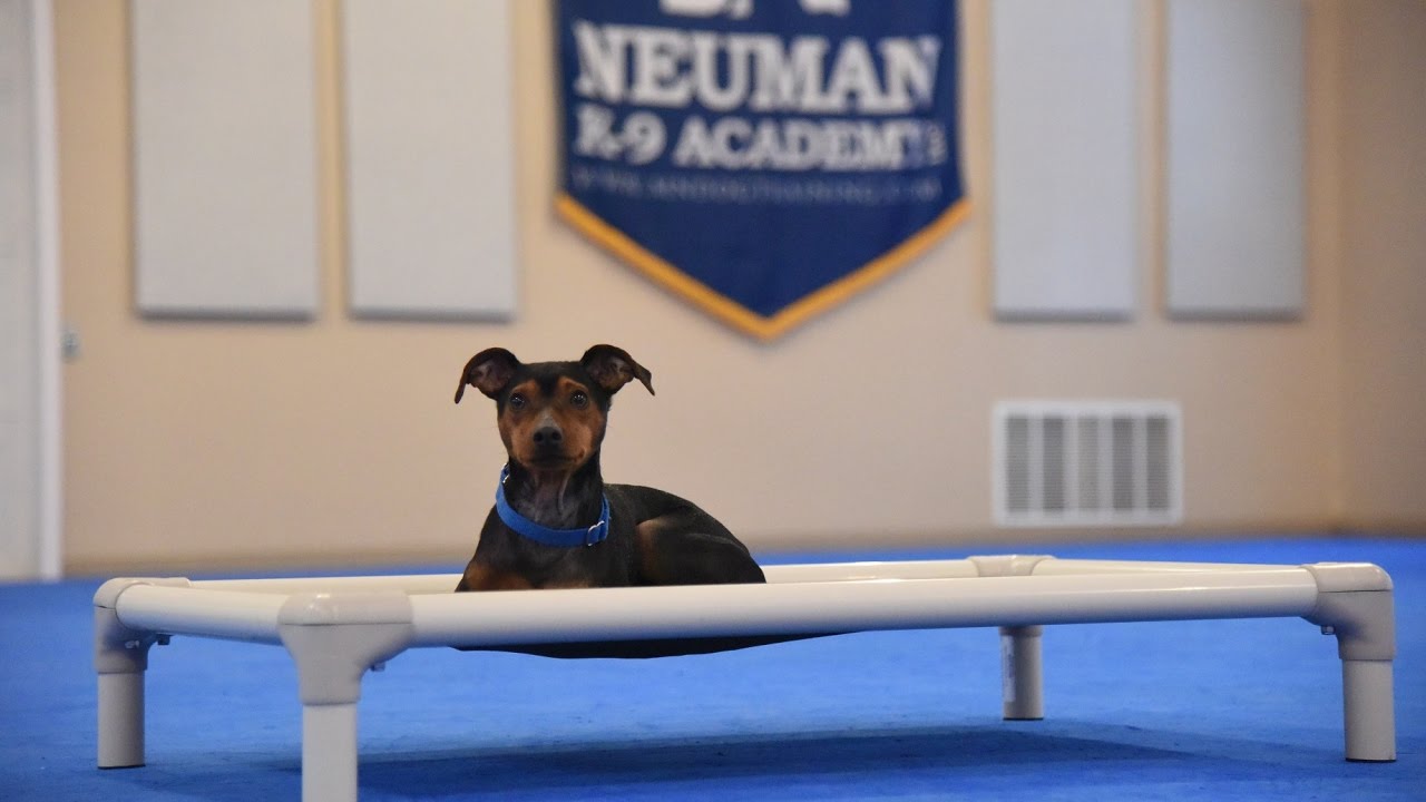 Blue (Miniature Pinscher) Boot Camp Dog Training Demonstration