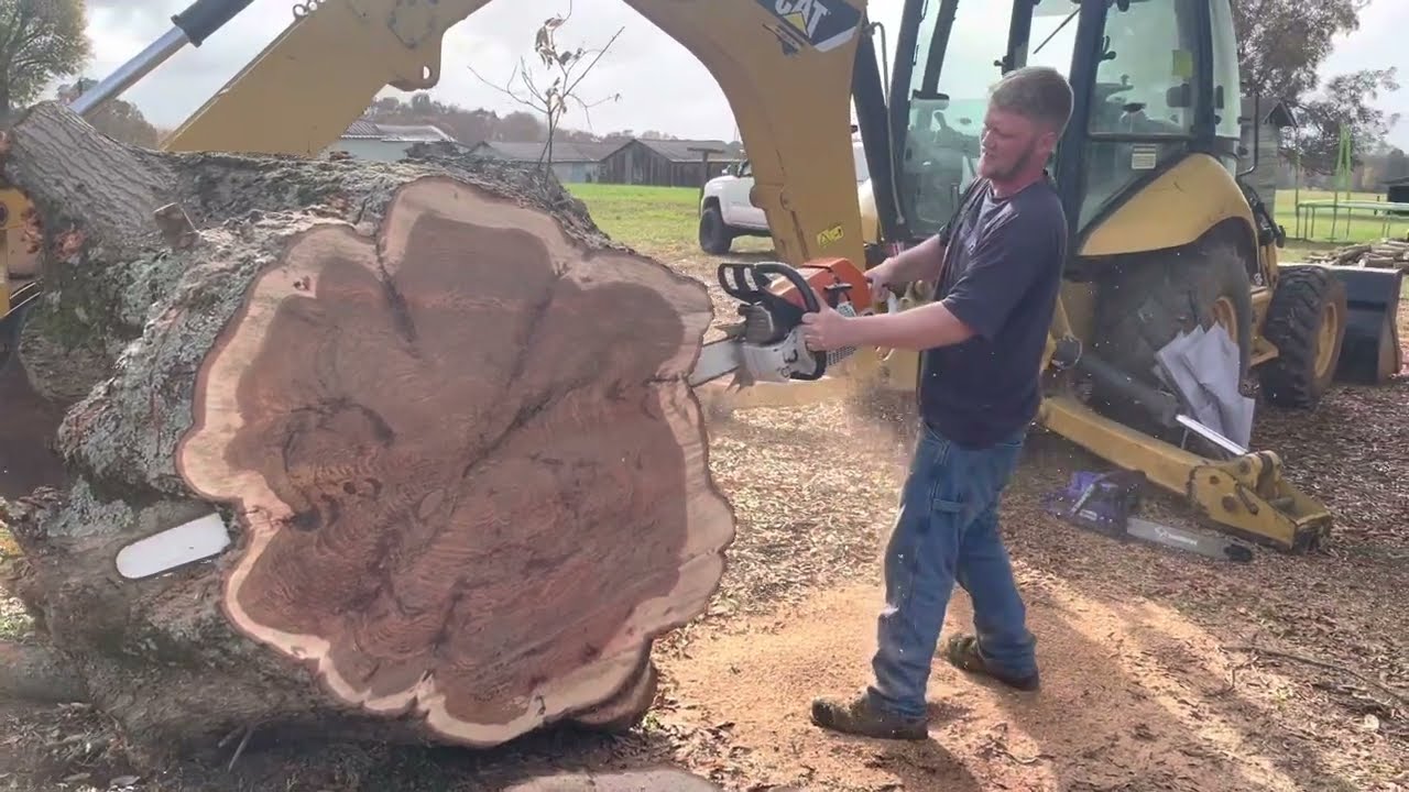 The longest bar I have ever ran on a chainsaw. Ms 880 with a 59in!