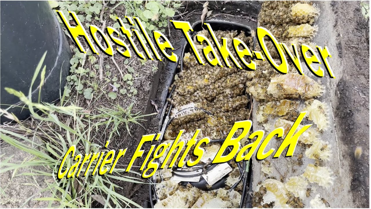 Hostile Take-Over!  Monarch's Illegal Sting Operation Meets Strong Resistance From National Carrier!