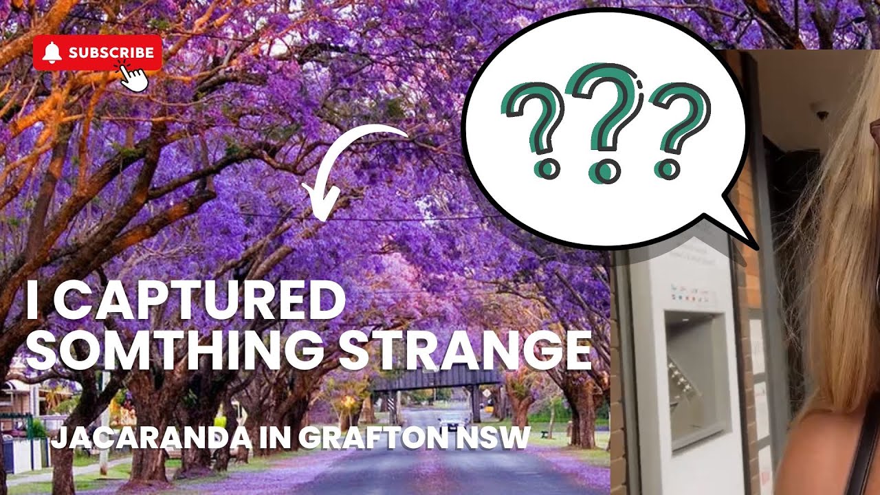 I captured something strange | Jacaranda in Grafton NSW
