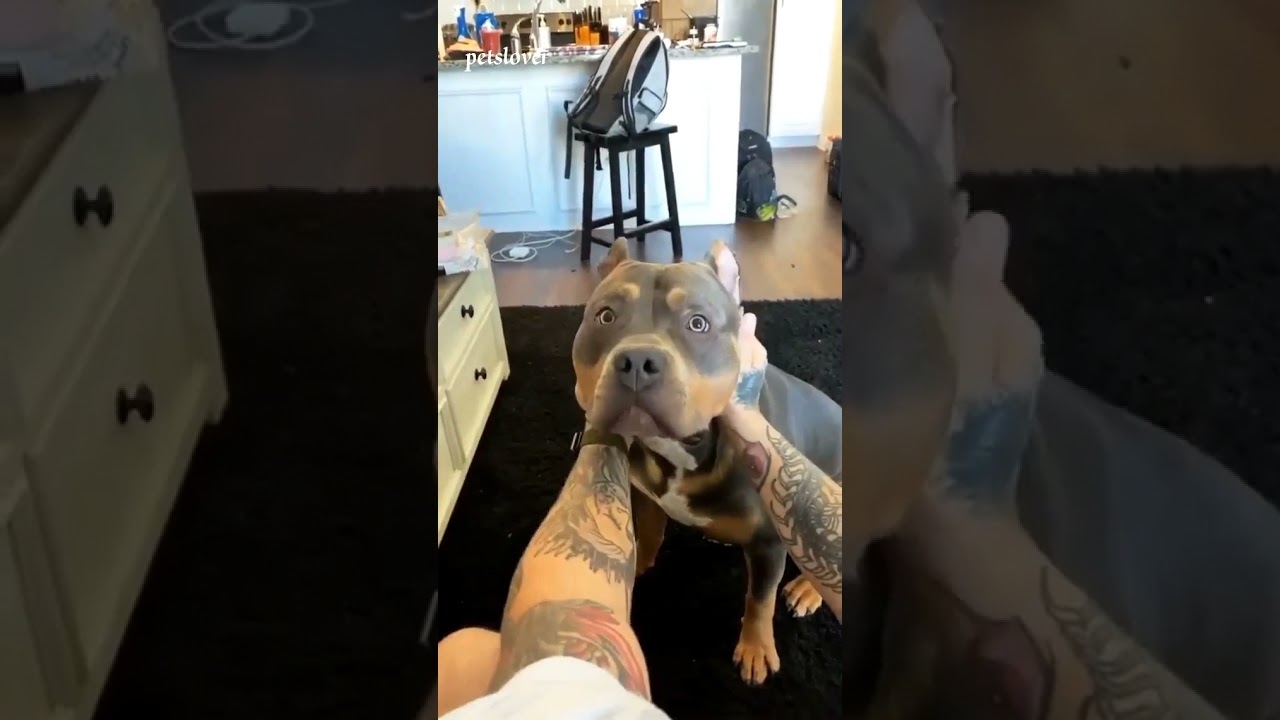 Dog Funny Reaction 2021😂😂😂 | Funny Dog Compilation Shorts | #Shorts