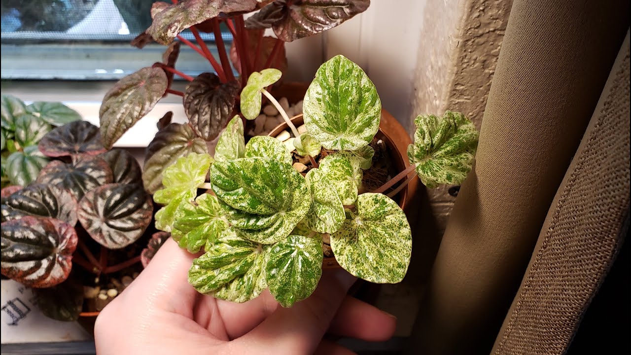 Peperomia Collection 2021