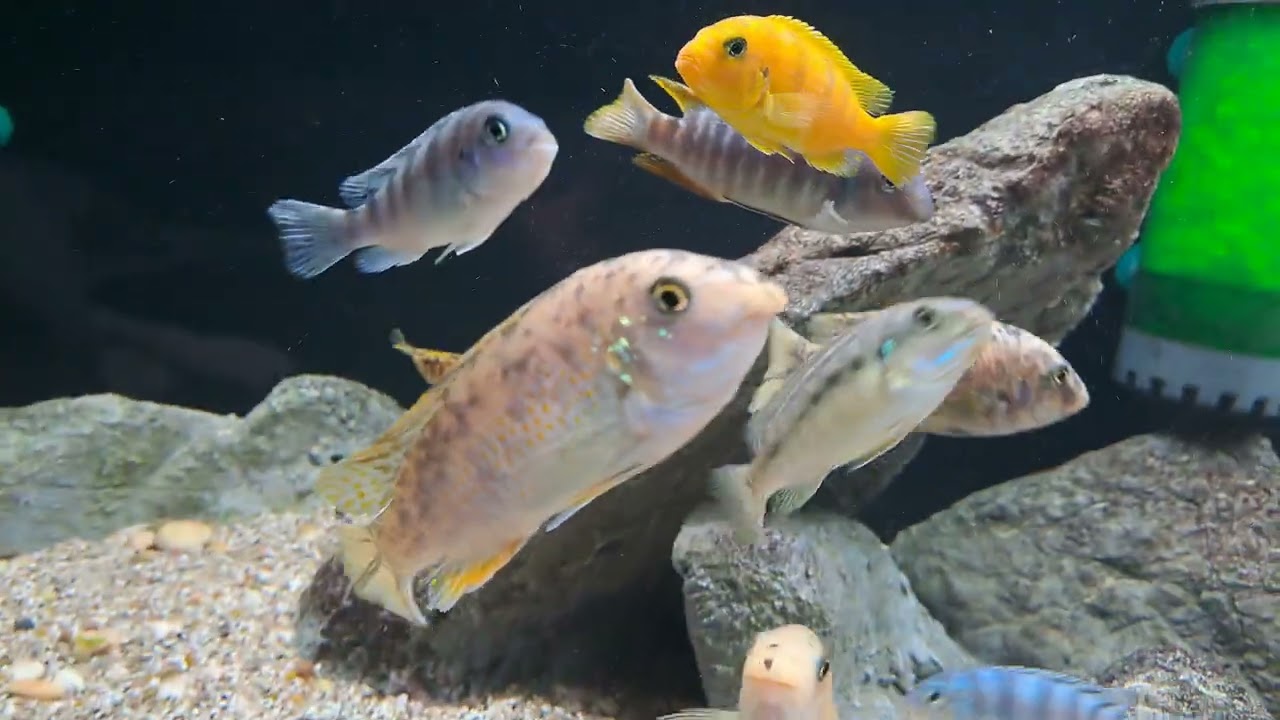 My wild caught mbuna collection quick walk through.#mbuna #mcat #lakemalawi #fishkeeping #fishtanks
