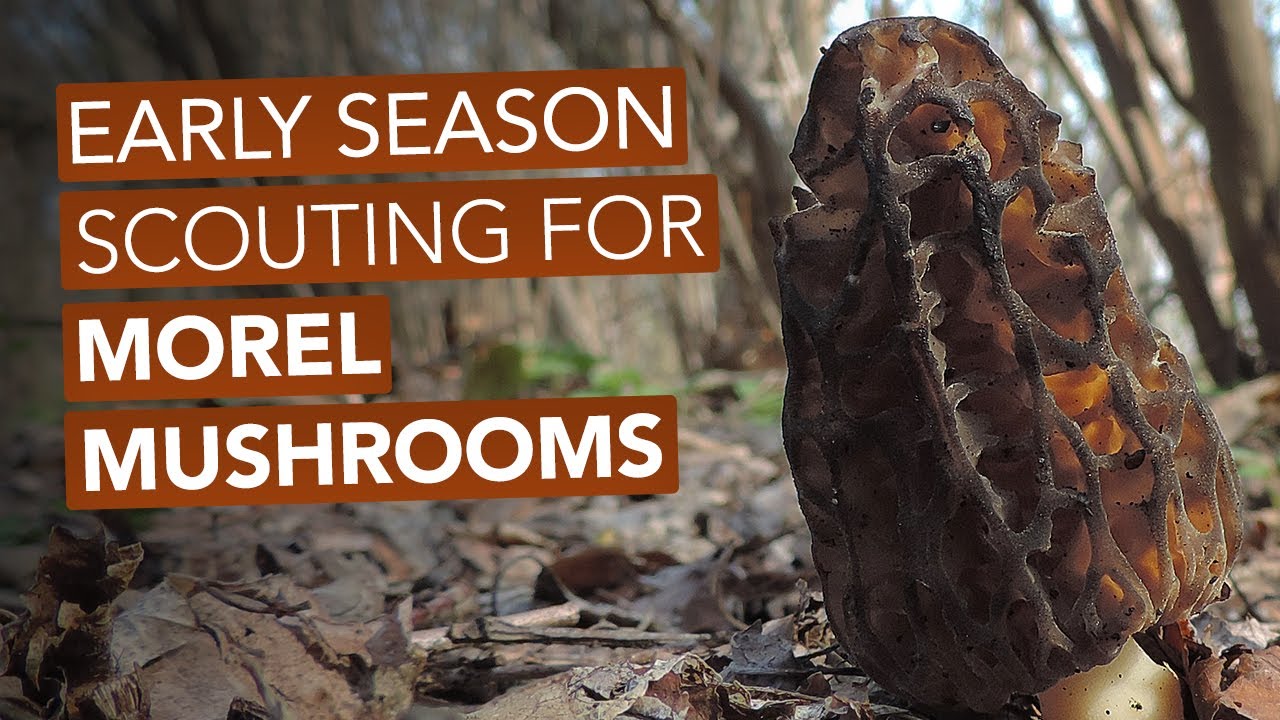Early Season Scouting For Morel Mushrooms