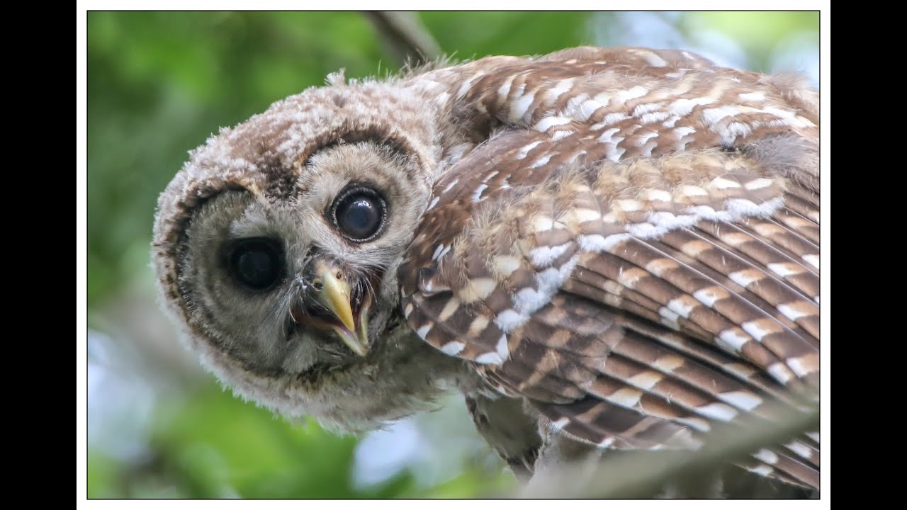 Young and adult Barred owl pictures and calls