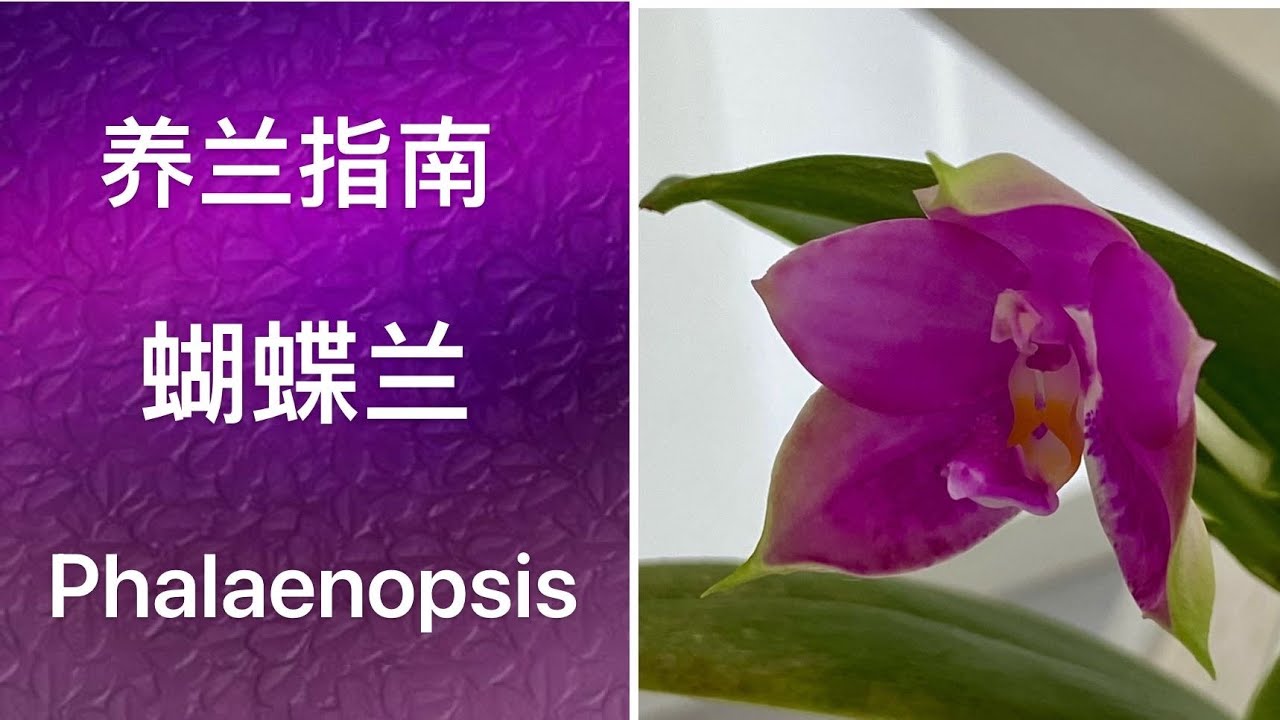「21379」蝴蝶兰如何养护【养兰指南】养兰经验汇总 How to grow Phalaenopsis  orchids //静姐说花800 -2