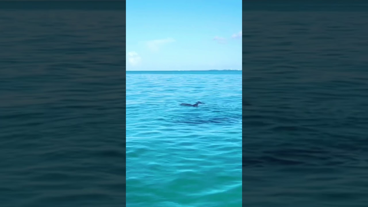 We Spotted so Many Dolphins 🌊🐬🐬🐬🐬🐬🐬 #ocean #dolphins #keywest #shorts