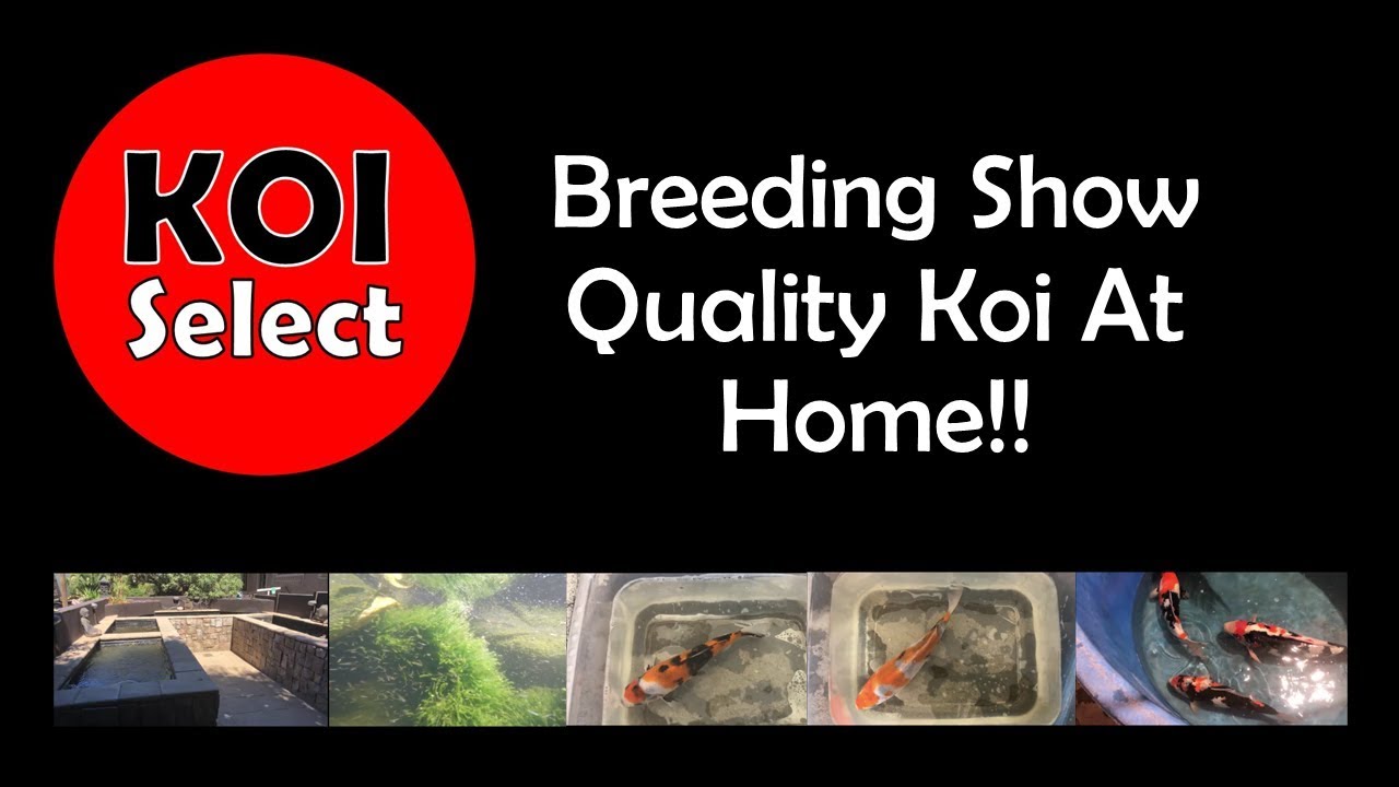 Breeding Show Quality Koi At Home!