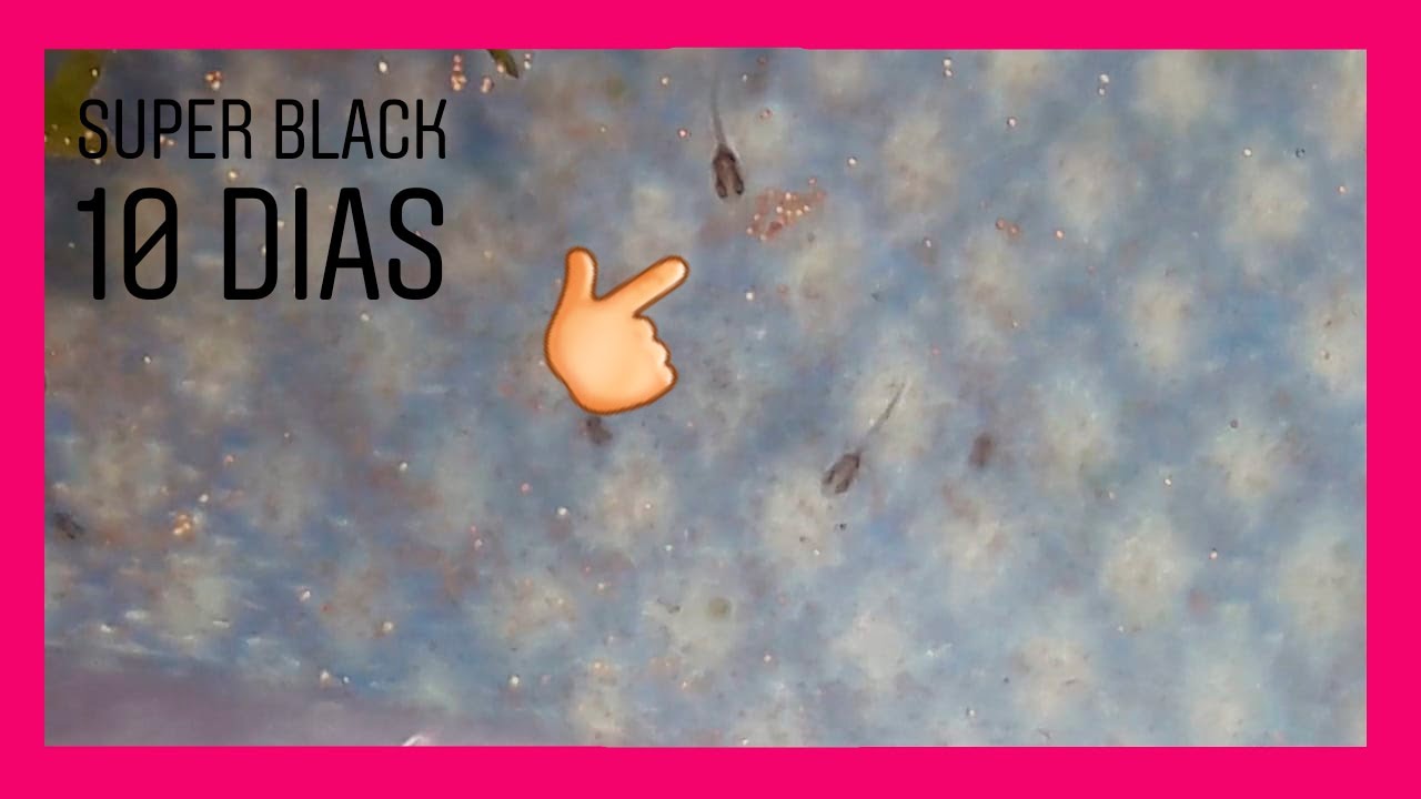 Alimentando a mis alevines de 10 dias del pez betta - 2019