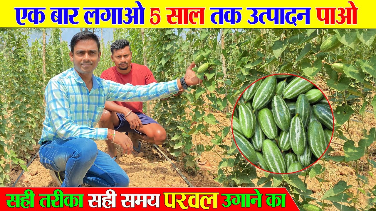 Рекордное производство Parwal | Pointed Groud Farming | Прибыльное фермерство