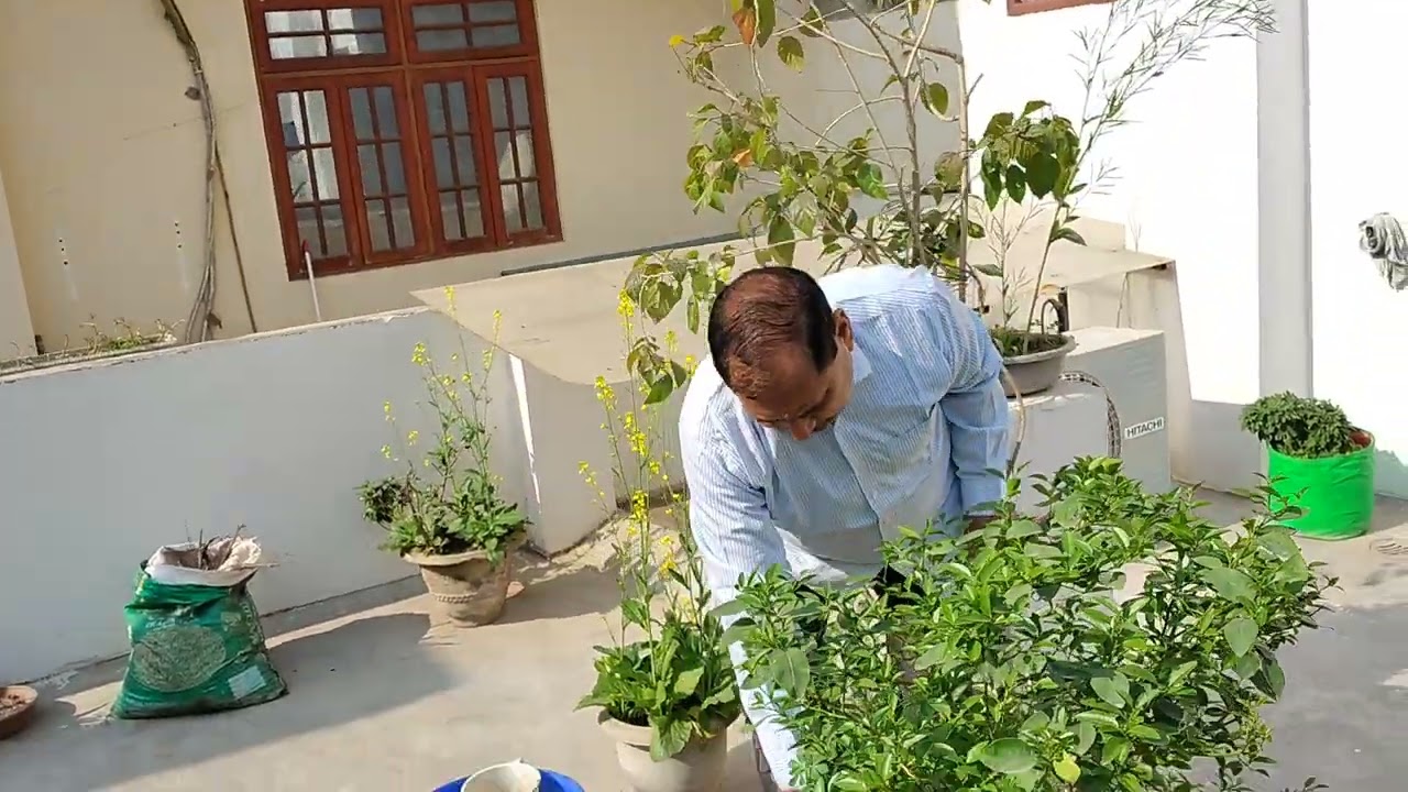 कड़वा करेले को कड़वी दवा देने के बाद नींबू का पेड़ हरा भरा तथा फूलों से लदा #flowerblossom garden 