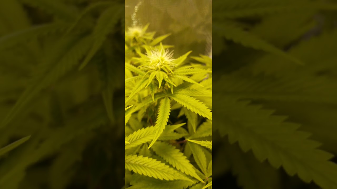 #marshydrocup  Mars Hydro Grow .... Cold Weather