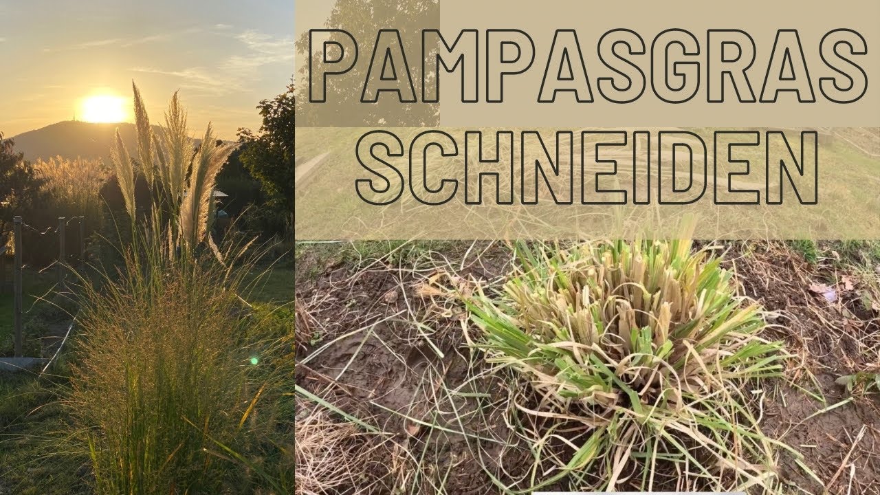 Pampasgras schneiden -für eine schönere Blüte !
