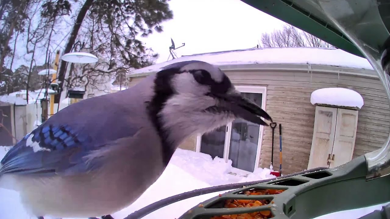 Birdfy feeders during 2026 NE Blizzard