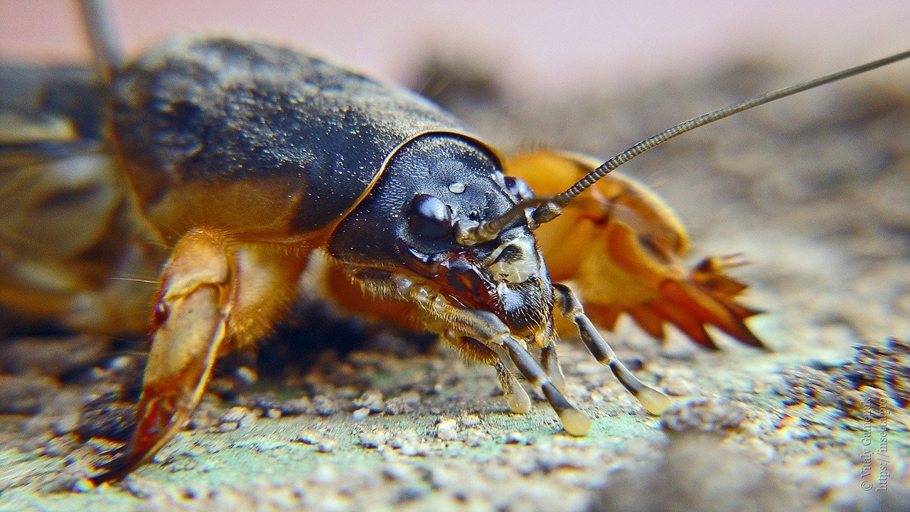 Gryllotalpa gryllotalpa insect