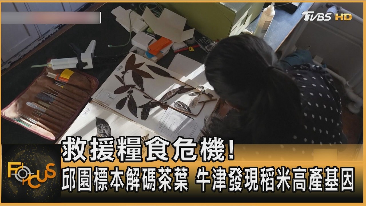救援糧食危機! 邱園標本解碼茶葉 牛津發現稻米高產基因｜方念華｜FOCUS全球新聞20260304 @tvbsfocus