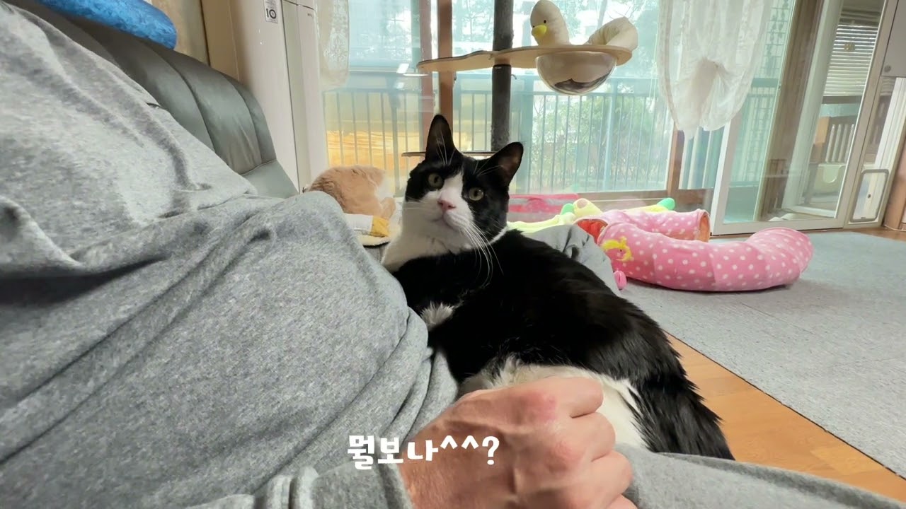 다묘가정 현실 브이로그🐱 힐링하다가 갑자기 싸움남… 집사 멘탈 털린 날