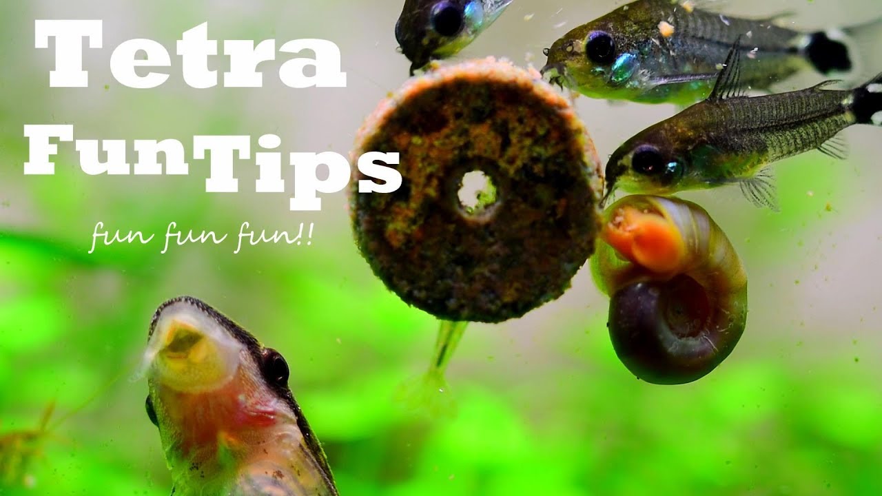No.8 Tetra Fun Tips Tablets Fish Food Aquarium
